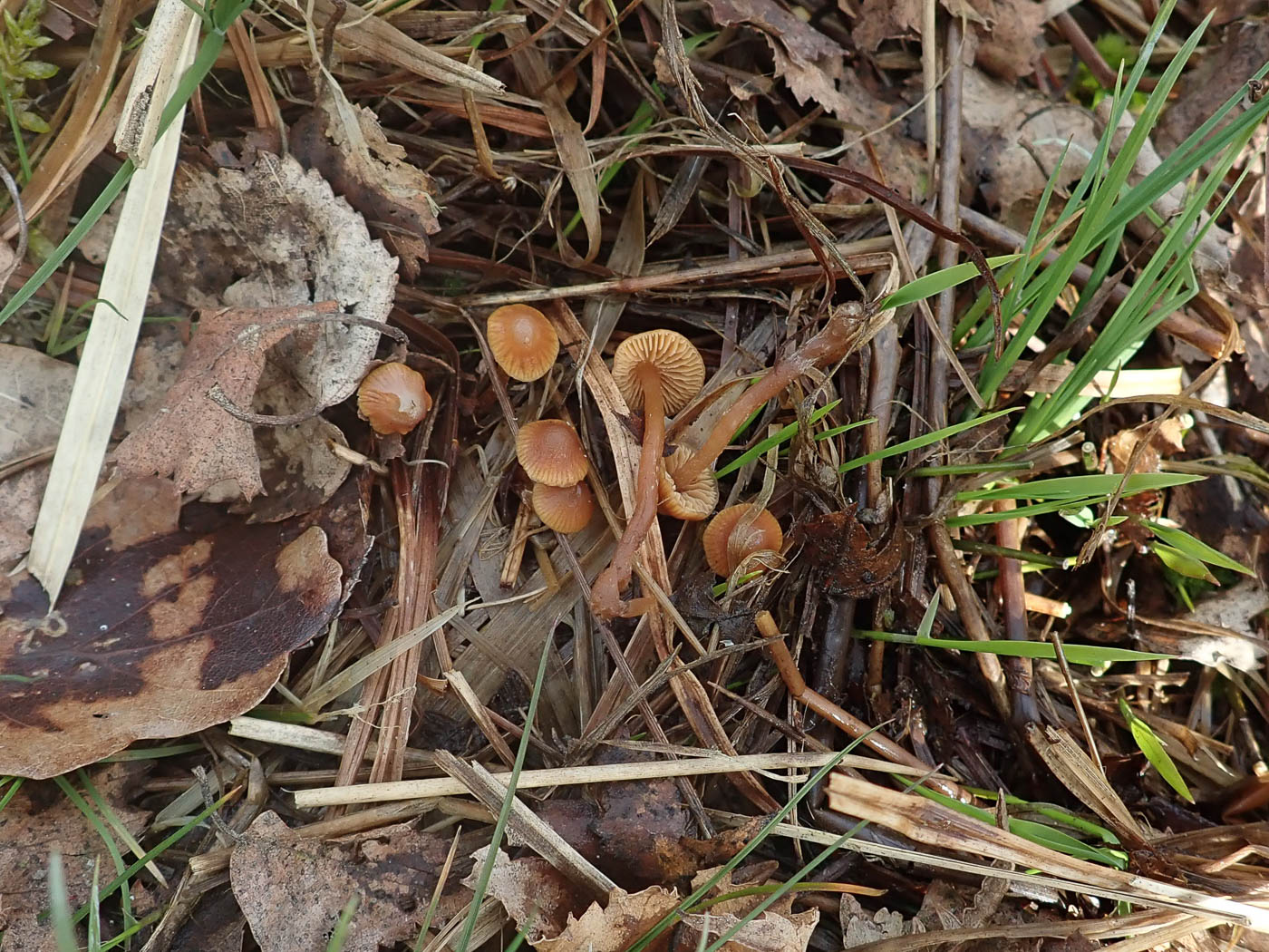 Photo by Penny Cullington Galerina ampullaceocystis by Penny Cullington